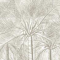 Boca Bamboo Wallpaper